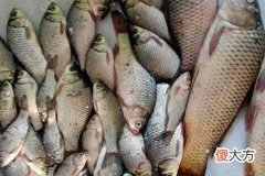 梦见鱼死了
