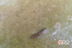 梦见蚂蝗咬自己的脚