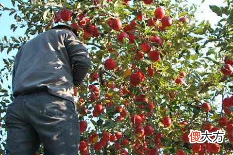 梦见满树的苹果