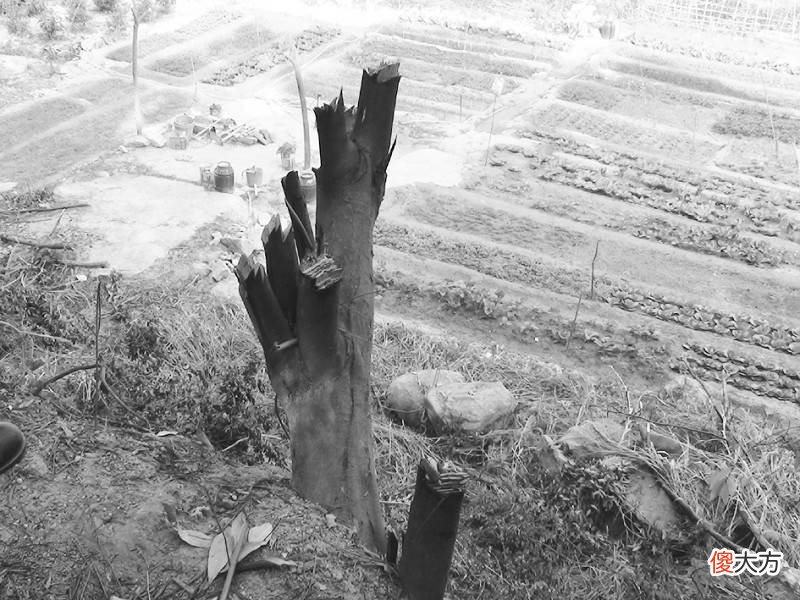【历史故事】为什么古代的土地，普通人不能开荒？