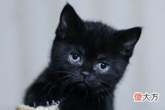 梦见黑猫是什么意思