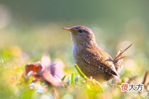 梦见小鸟死了