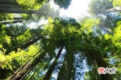 梦见参天大树