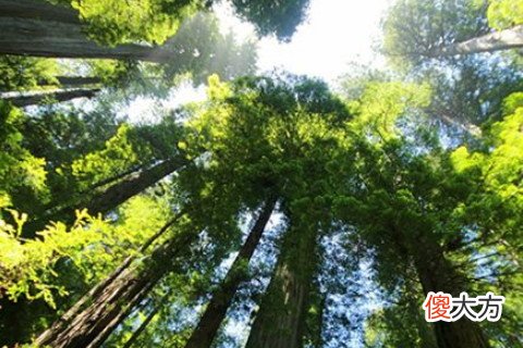 梦见参天大树