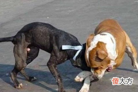 梦见狗受伤流血