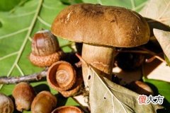 梦见捡菌子