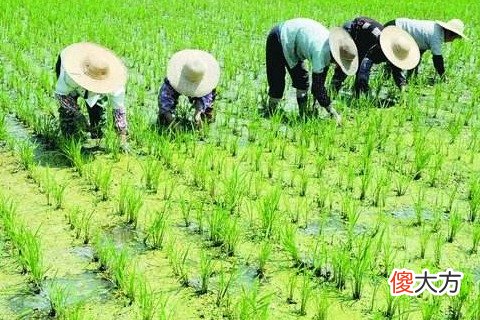 梦见在地里拔草