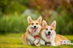 梦见买狗