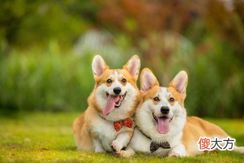 梦见买狗