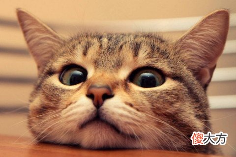 梦见养猫
