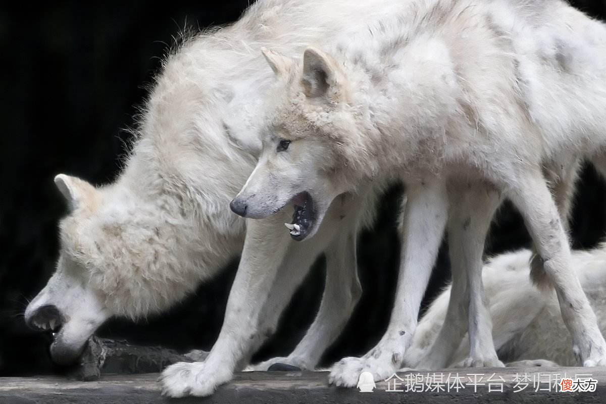 【历史故事】白狼的崛起：周朝与犬戎的关系历程！
