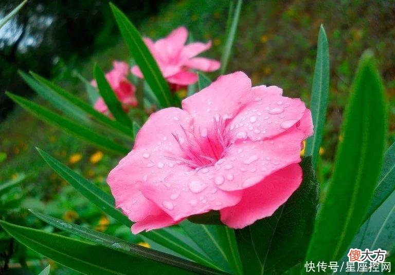 【十二星座】生肖虎从几岁起，脾气变好，运势变红，一年比一年有钱