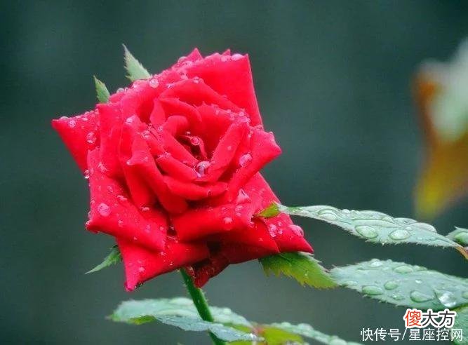 【十二星座】生肖虎从几岁起，脾气变好，运势变红，一年比一年有钱