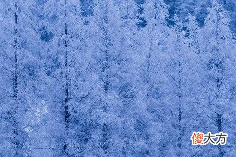 梦到地上很厚的雪
