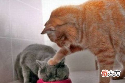 梦见打猫