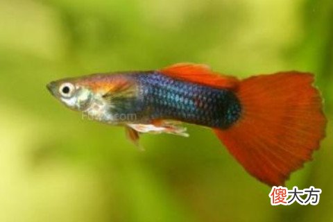 梦见被鱼咬手