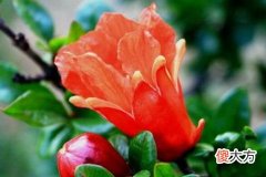 梦见满树开花