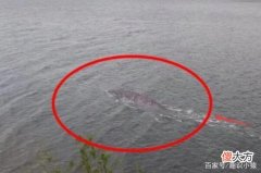 湛江湖光岩水怪之谜，多名目击者见过，专家称可能是巨型鱼类