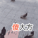 不可思议，狗狗竟然能闻出癌症！动物的超能力你信吗？