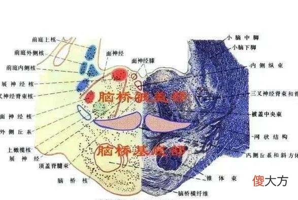 无头鸡麦克：头被砍掉仍活18个月，举行巡演，主人靠此大发横财