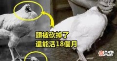 无头鸡麦克：头被砍掉仍活18个月，举行巡演，主人靠此大发横财