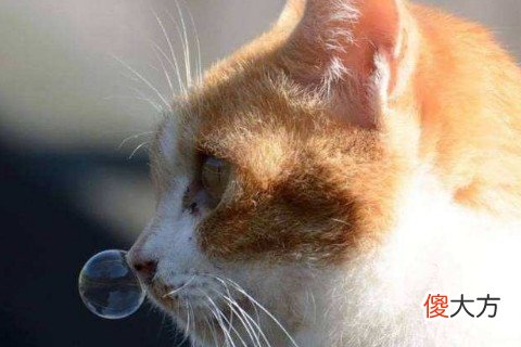 梦到猫咬我的手