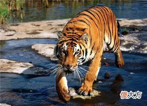 百年现身3次的“水怪”,却在鲸鱼肚子里找到,被证实是真实存在