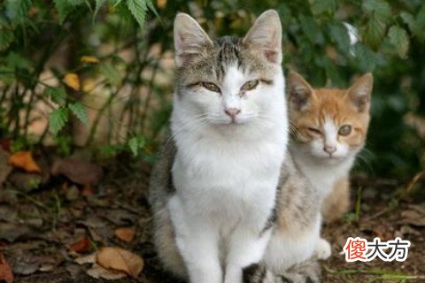 梦见两只猫