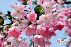 梦见搬竹笋子是什么意思