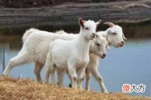 梦见宰羊