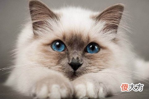 梦见猫进屋