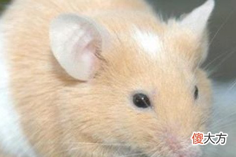 梦见老鼠咬我的手