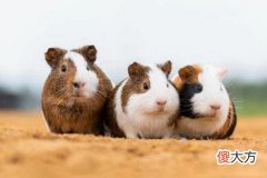 梦见捉老鼠把它打死了