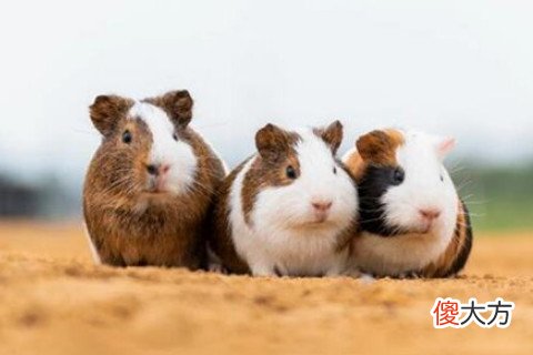 梦见捉老鼠把它打死了