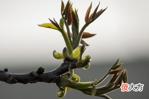 梦见发芽的树