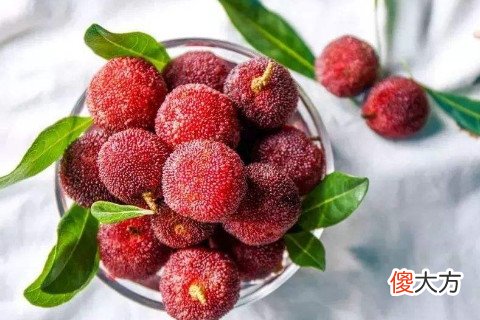 梦见吃杨梅