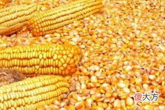 梦见朋友在烧苞米