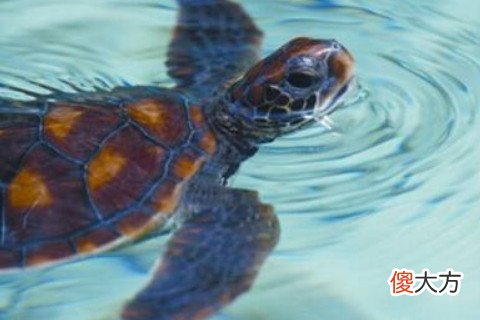 梦见钓大鱼和乌龟
