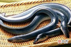 梦见吃河鳗
