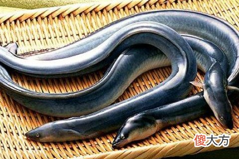 梦见吃河鳗
