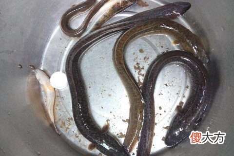 梦见抓了河鳗鱼