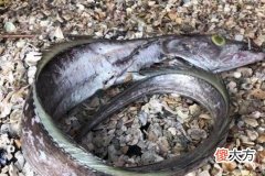梦见抓鳗鱼