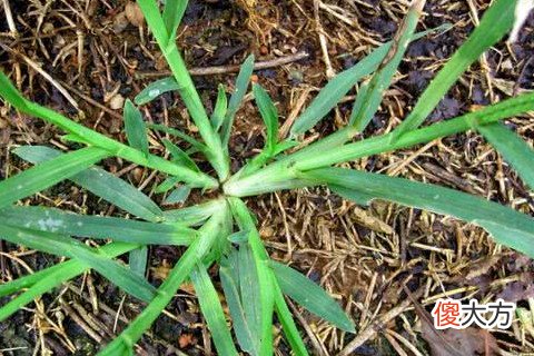 梦见烧野草