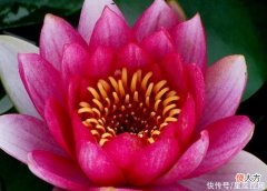 【星座控】生肖鼠注定逃不出什么生肖的手心？吸引力强大，爱上就不能自拔