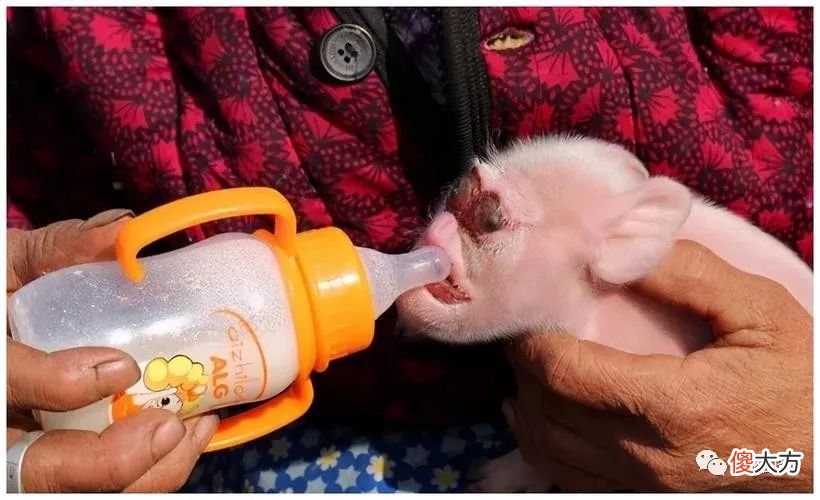 给小猪人工喂奶时，一喂就拉稀，到底怎么回事？