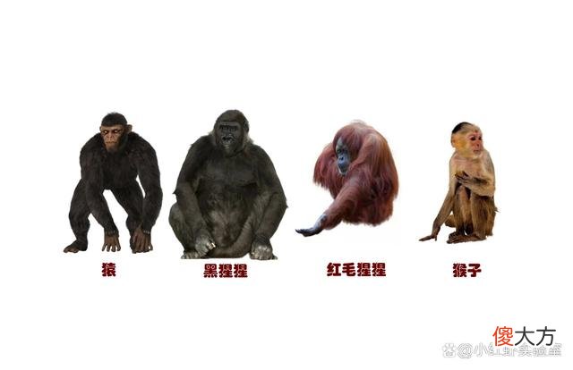 人类缺失的2条染色体，隐藏人类起源真相，会推翻《进化论》吗？