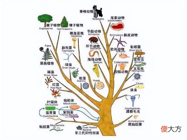 如今的黑猩猩为何没有进化成人？难道进化论是伪科学？