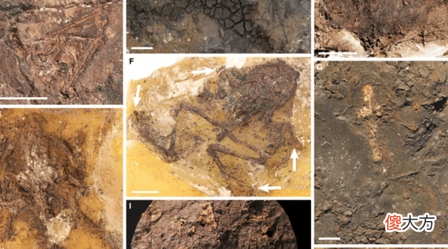 青蛙交配时死亡，化石4500万年后被人类围观，研究：交配时淹死的
