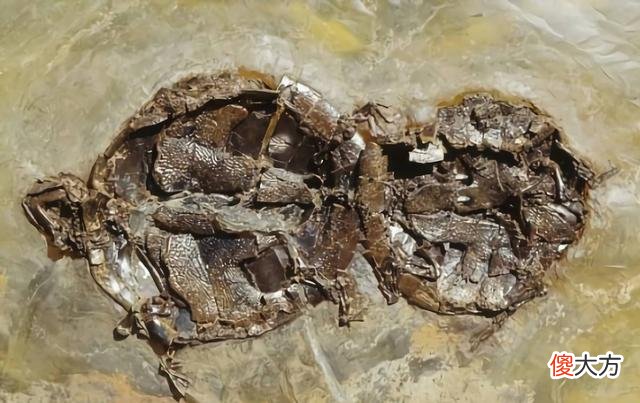 青蛙交配时死亡，化石4500万年后被人类围观，研究：交配时淹死的