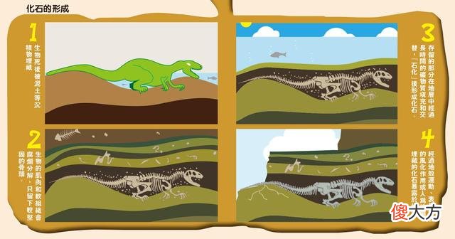 青蛙交配时死亡，化石4500万年后被人类围观，研究：交配时淹死的
